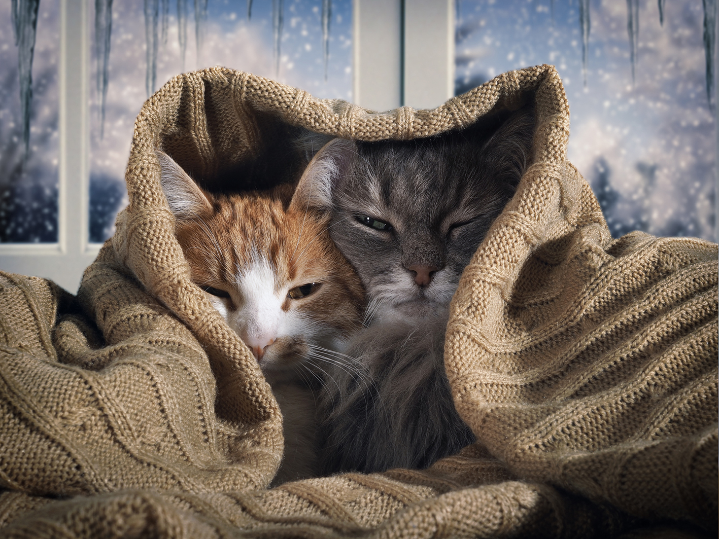 Zwei Katzen in Wollpullover eingewickelt.