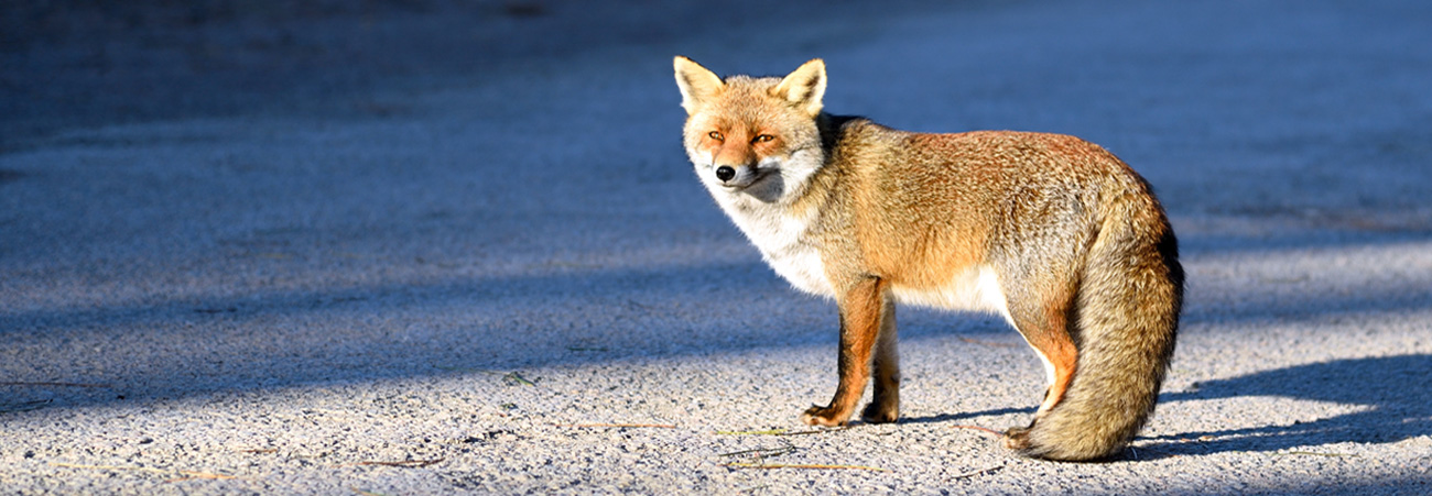 Fuchs steht auf Straße