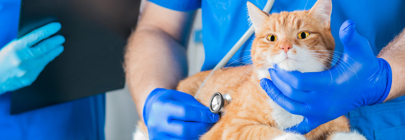 Tierarzt und Katze
