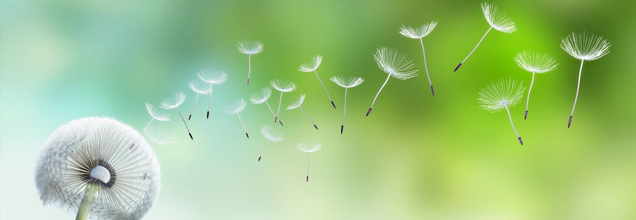 Löwenzahn mit fliegenden Samen vor grünem Hintergrund