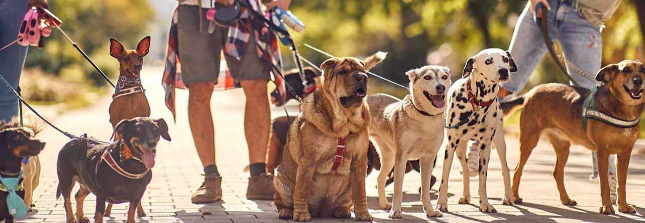 drei Personen führen viele Hunde an der Leine aus