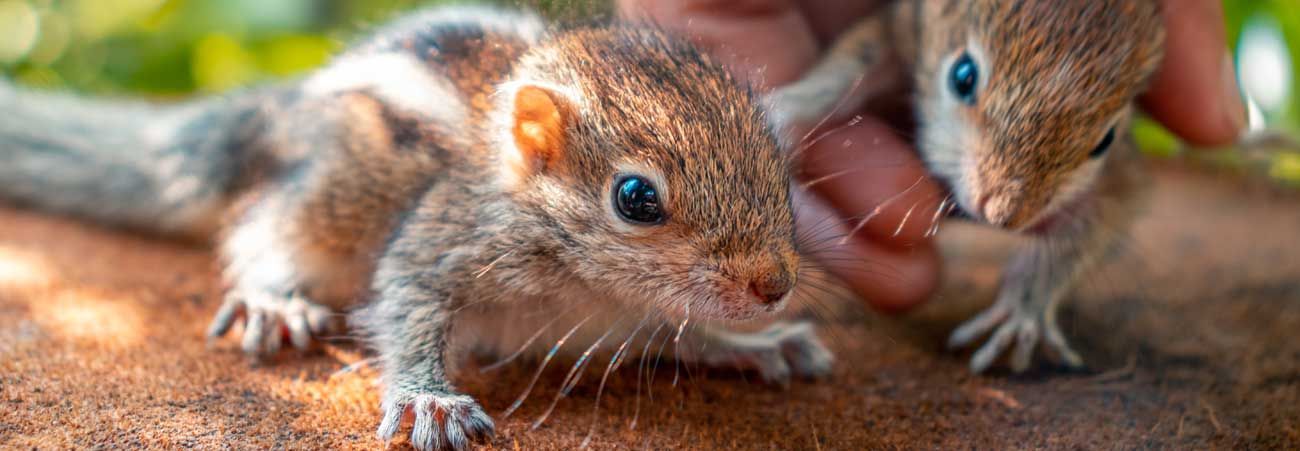 Baby-Eichhörnchen aus dem Nest gefallen