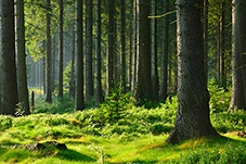 Waldlichtung mit alten Bäumen