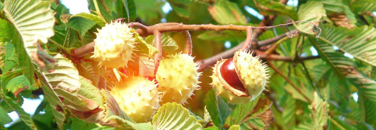 Kastanienfrüchte hängen im Baum und öffnen sich