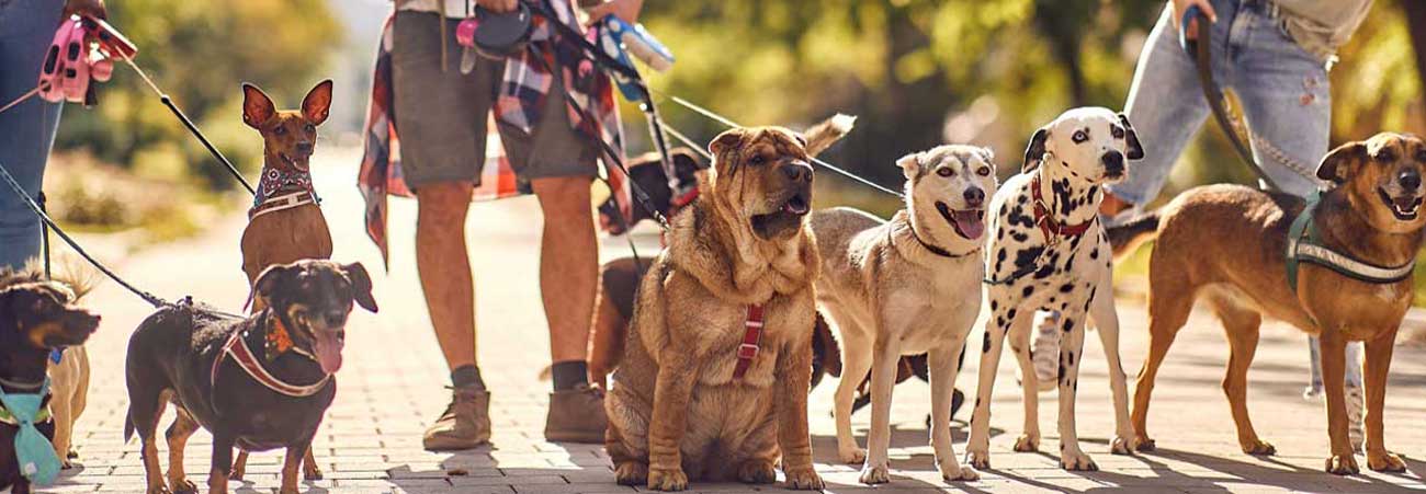 drei Personen führen viele Hunde an der Leine aus