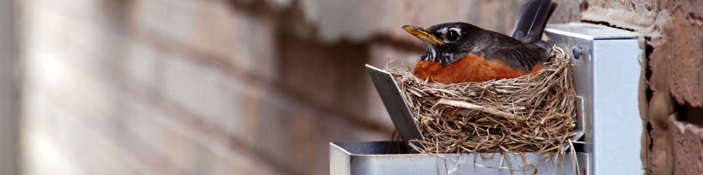 Ein Vogel sitzt im Nest an einer Hauswand