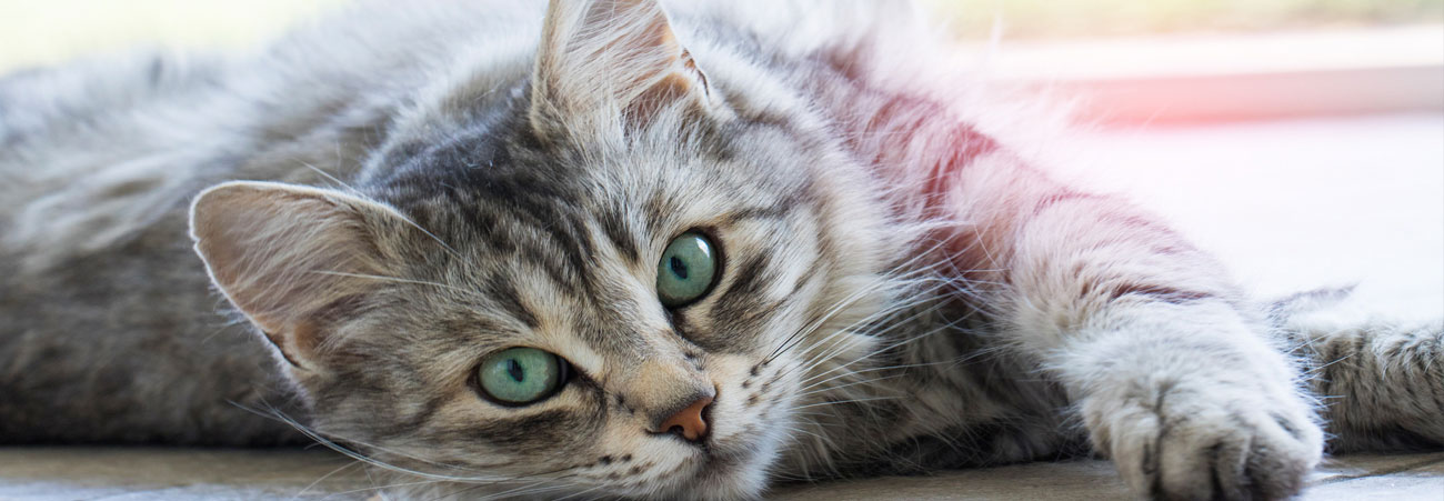 Nahaufnahme graugetigerte Katze mit blauen Augen