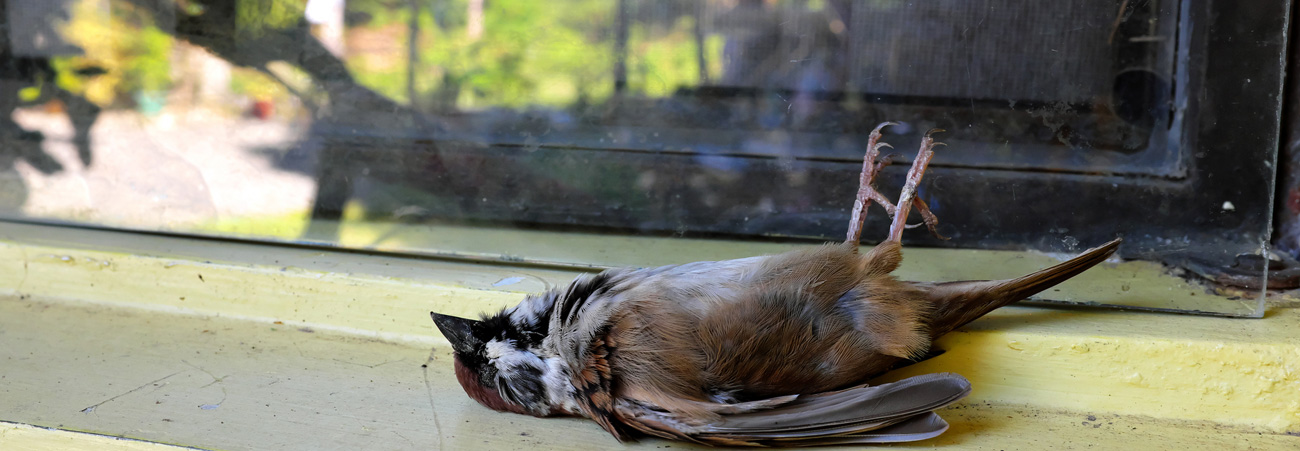 ein toter Vogel liegt rücklings vor einem Fenster