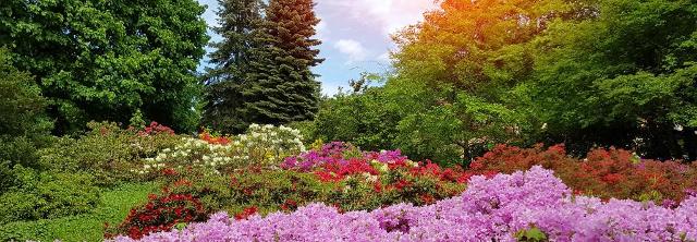 Blühende Rhododendronbüsche im Rhododendronpark Wachwitz
