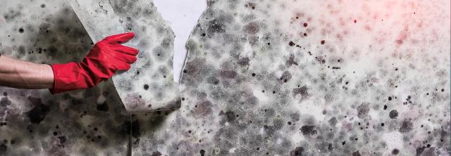 Hand in rotem Gummihandschuh wäscht verschimmelte Wand ab