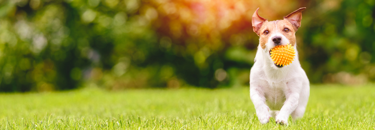 Hund spielt auf Wiese 