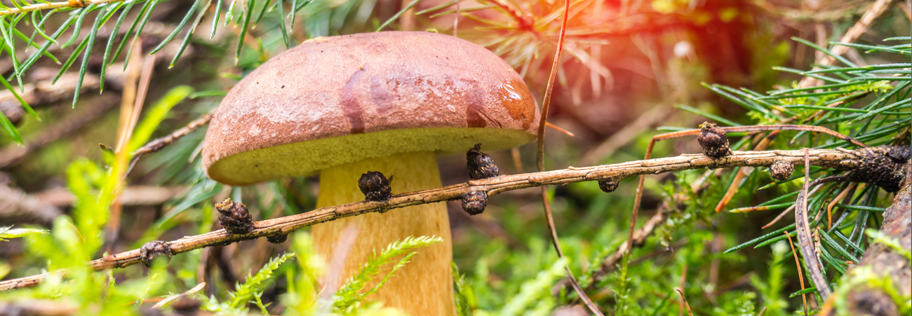 Pilz steht im Grün