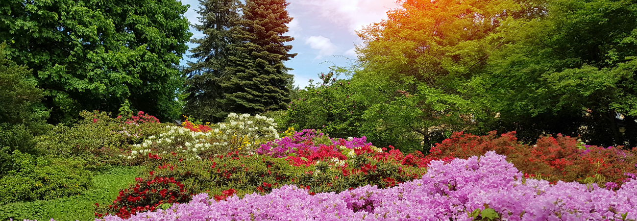 Blühender Rhododendron im Rhododendronpark Wachwitz