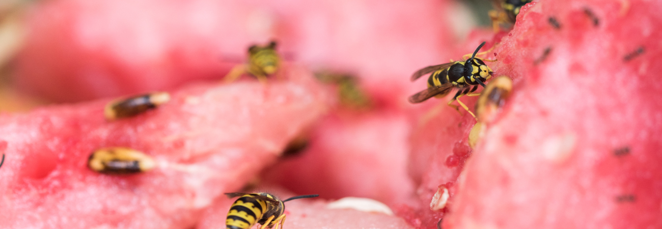 Wespen auf Melonenfruchtfleisch