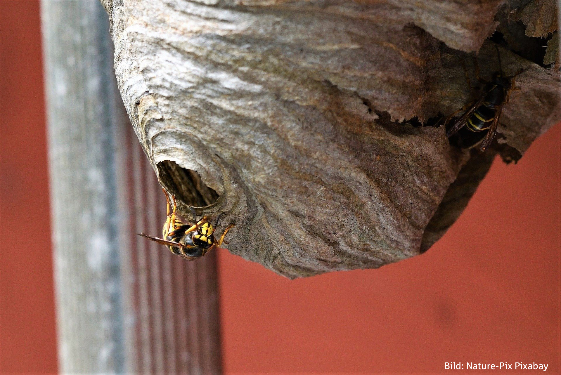 Wespe fliegt in Wespennest