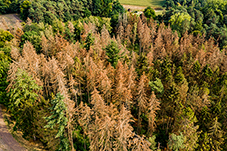Wald mit abgestorbenen Bäumen aus der Vogelperspektive