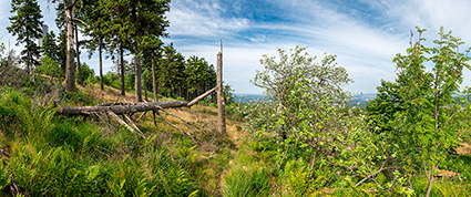hügelige, ausgelichtete Waldlandschaft mit abgeknicktem großen Maum