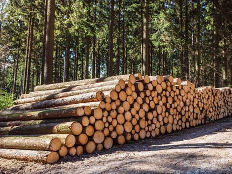 Zersaegte Baumstaemme sind am Waldweg aufgestapelt.