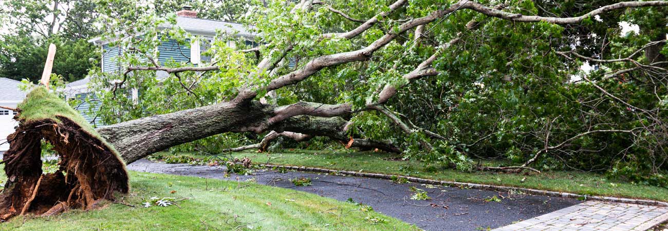 Umgestürzter Baum auf Straße