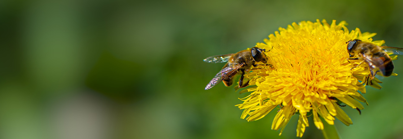 Zwei Bienen auf Löwenzahnblume