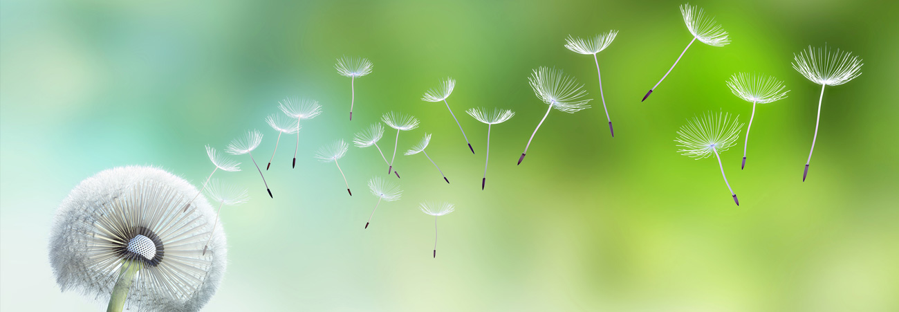 Fliegende Schirmchensamen der Pusteblume