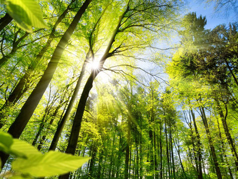 Sonne scheint durch durch Blätterkrone im Wald.