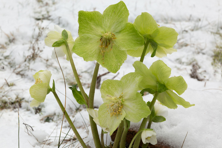 Blühende Christrose im Schnee