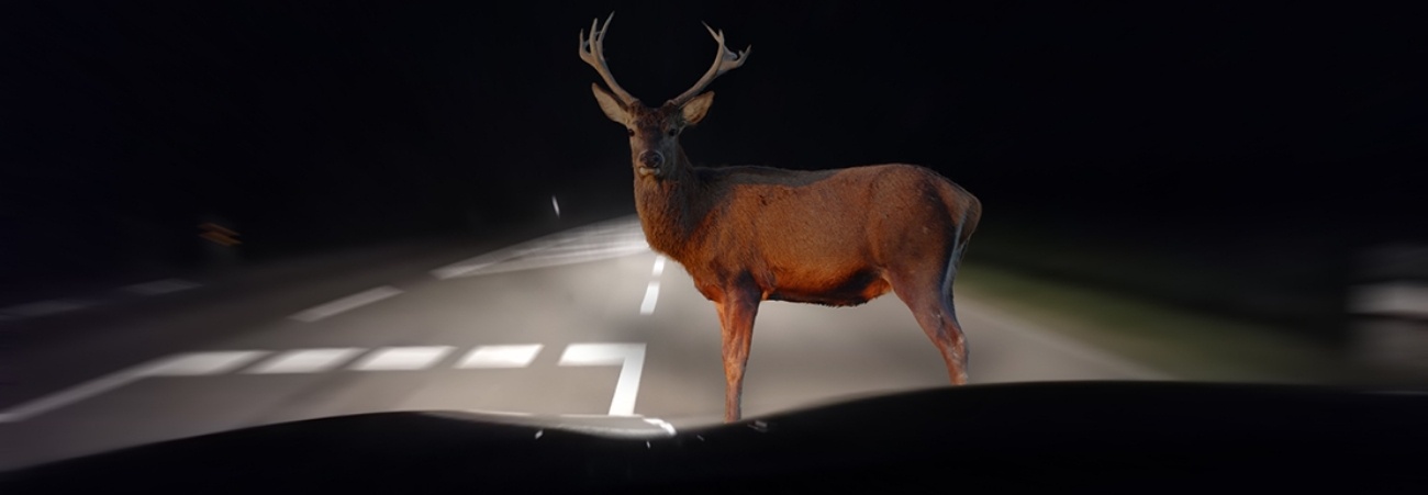 Hirsch steht im Scheinwerferlicht eines Autos auf der Straße