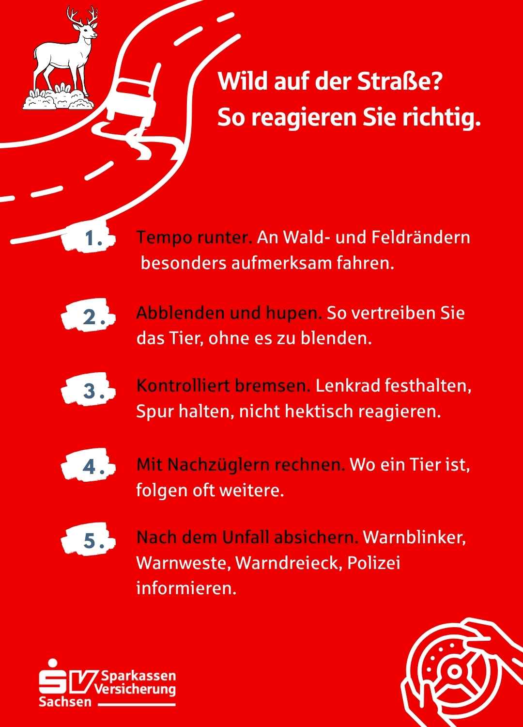 Infografik mit 5 Regeln für richtiges Verhalten bei Wildbegegnung