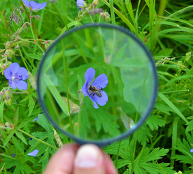 durch die Lupe betrachtet Blume mit Biene