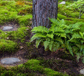 Moose und Farne unter einem Baum