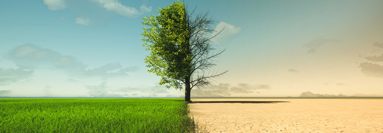 Bildmontage grüner und abgestorbener Baum