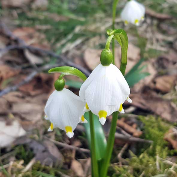 Maerzenbecher blühen auf einer Wiese.