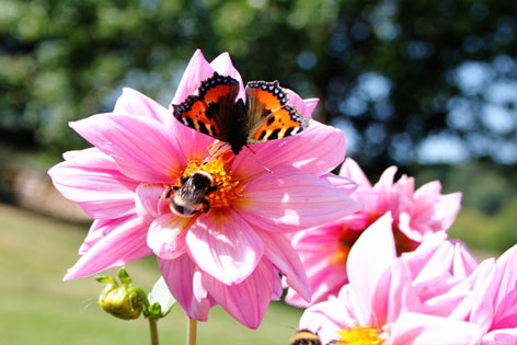 Hummel und Schmetterling auf Dahlienblüte