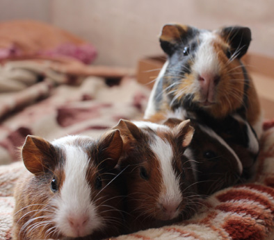 Zwei Meerschweinchen