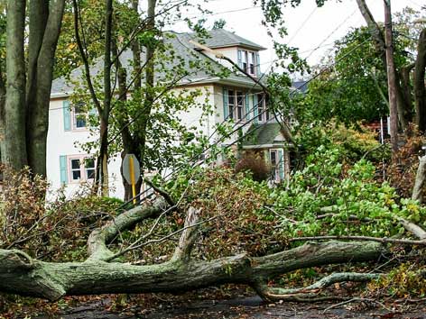 umgestürzter Baum auf einer Straße