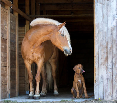 Pferd und Hund stehen in der Stalltür