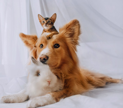 Gruppenbild Hund mit Katze und Meerschwein