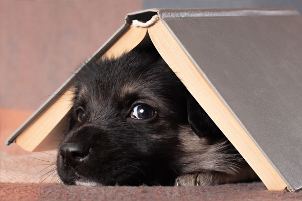 Hundewelpe mit Buch auf dem Kopf