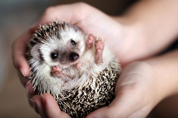 Hände halten einen kleinen Igel