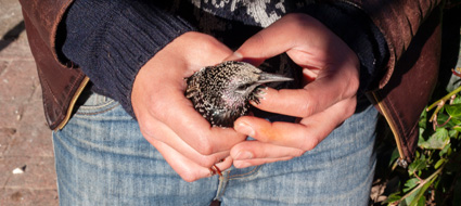 Hände halten jungen Vogel