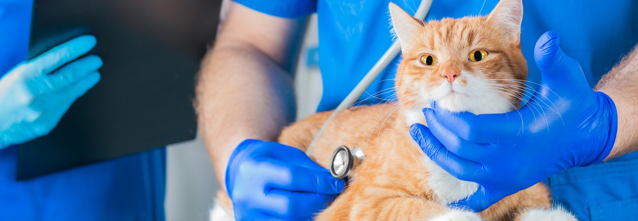 Tierarzt untersucht eine Katze