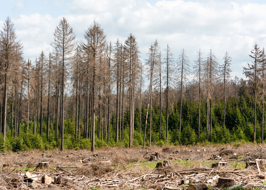 Bereits abgeholztes Waldstück mit kranken Fichten am Rand