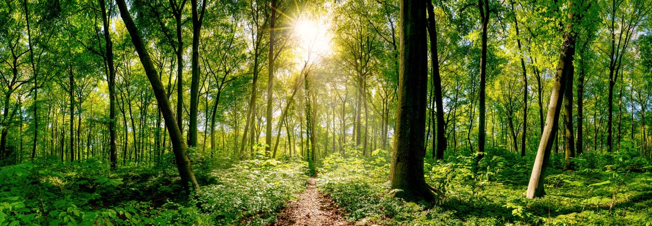 Die Sonne scheint durch das lichte Blätterdach auf einen Waldpfad.