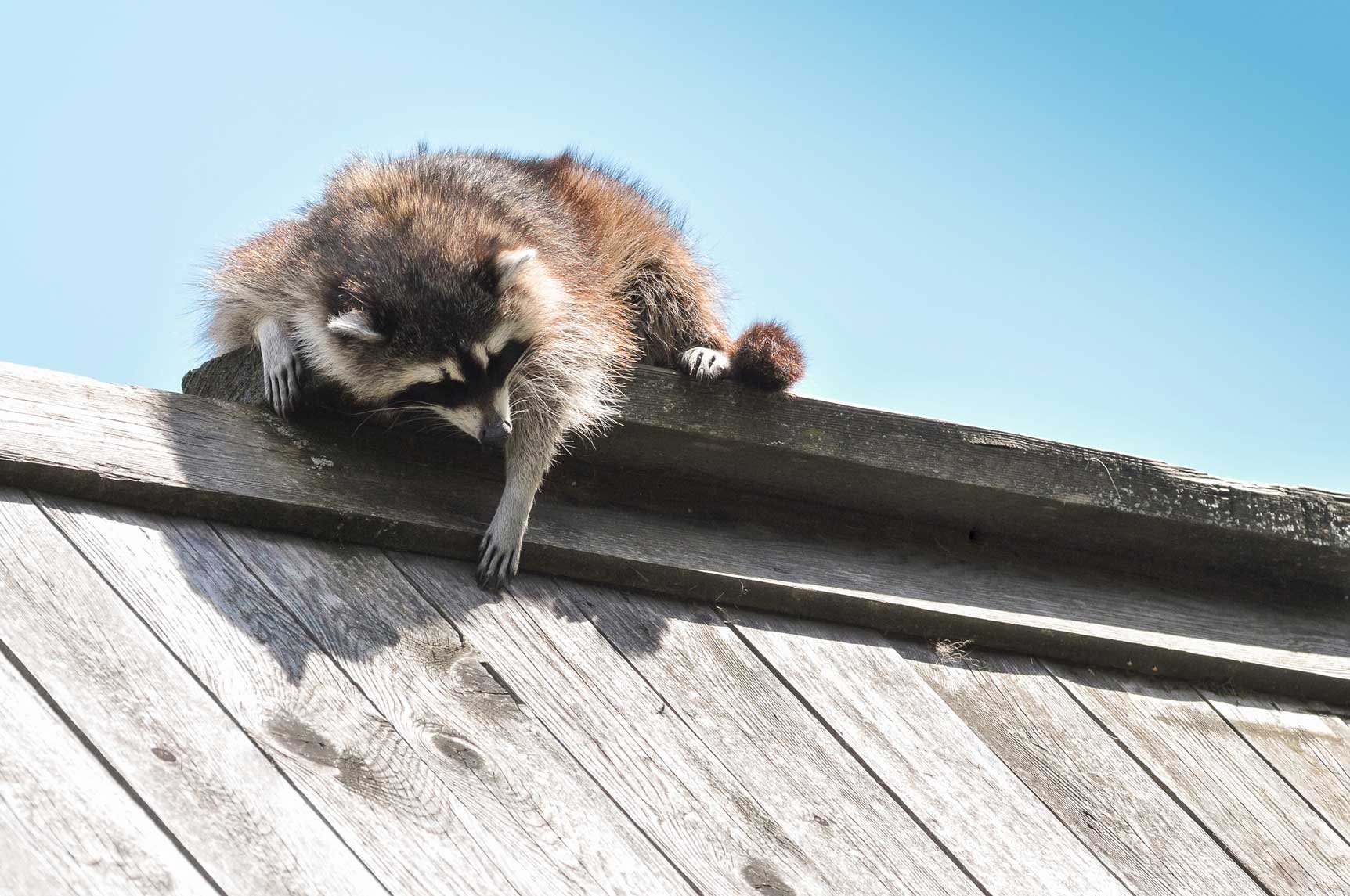 Niedlicher Waschbaer liegt auf dem Dachfirst.