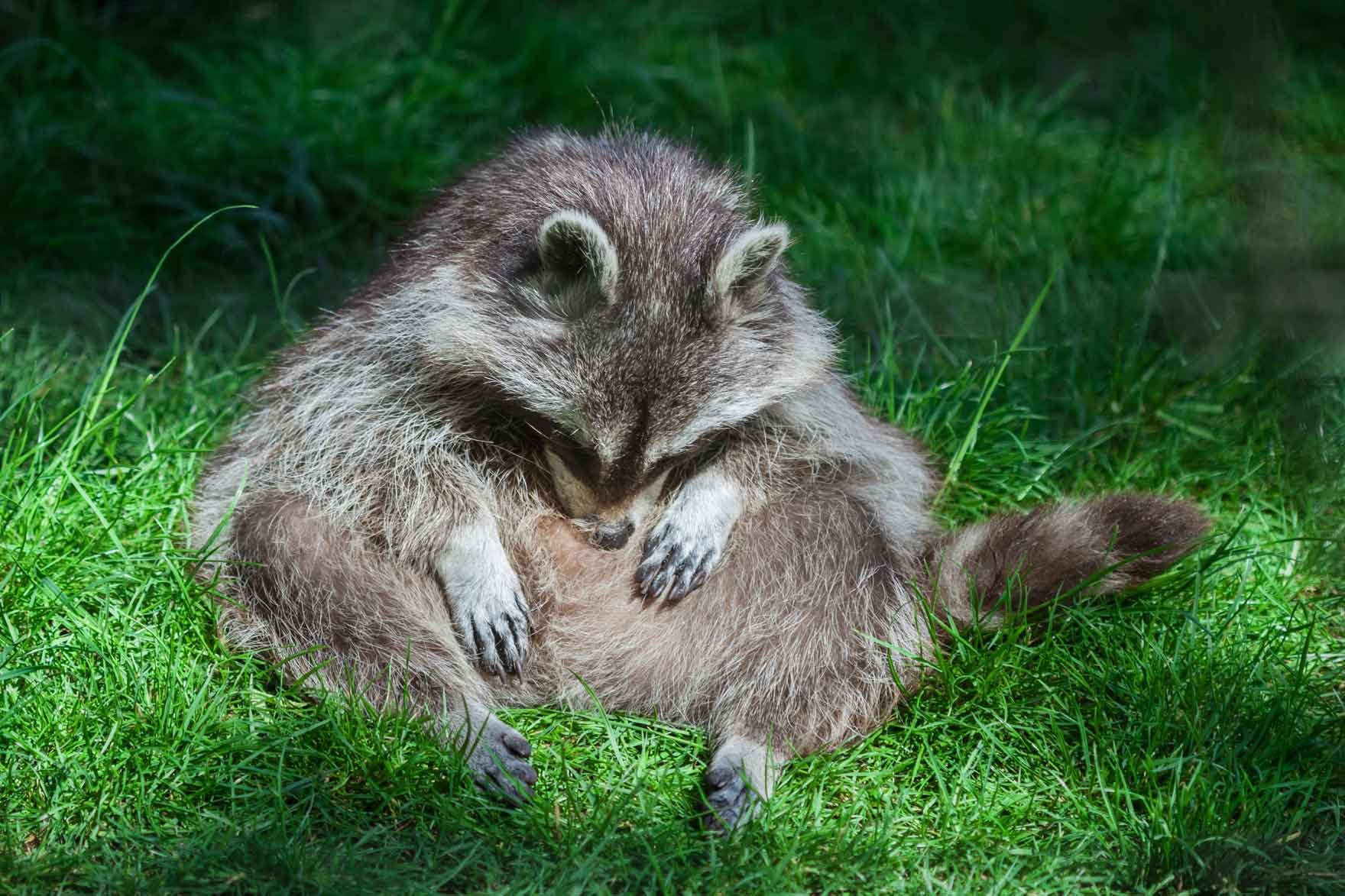 Dicker Waschbaer sitz im Gras und betreibt Fellpflege am Bauch.