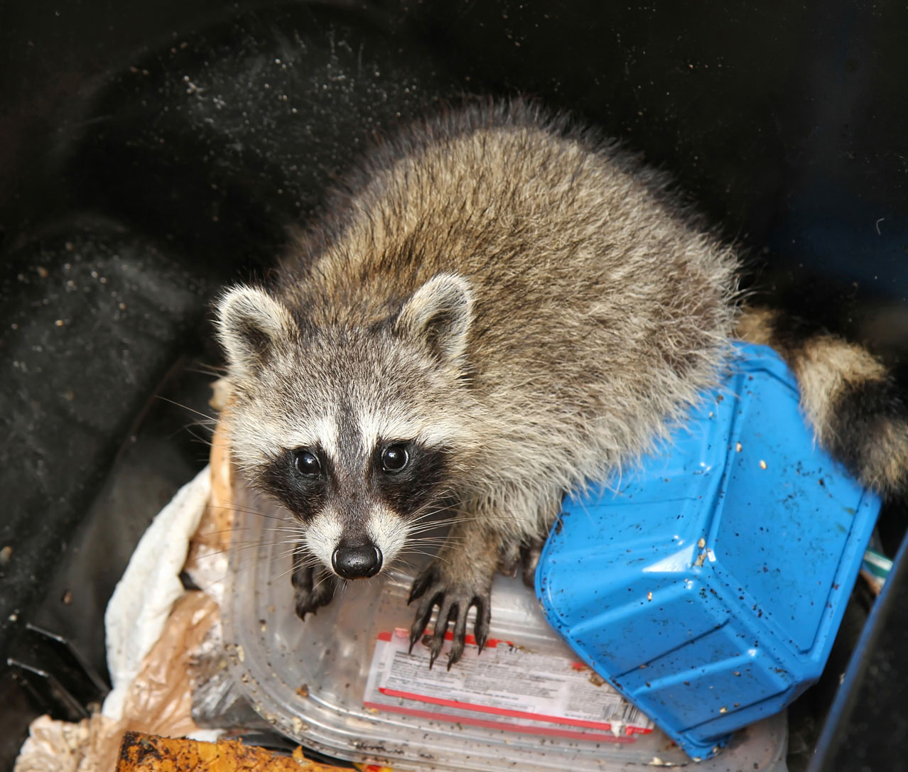 Niedlicher Waschbär, der die Mülltonne plündert.