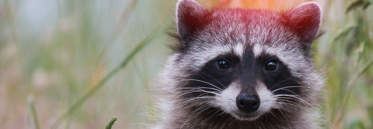 Waschbär-Probleme: Vorbeugen statt fangen