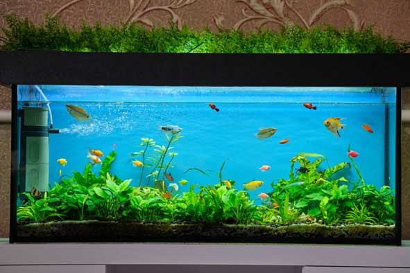 Aquarium mit bunten Fischen