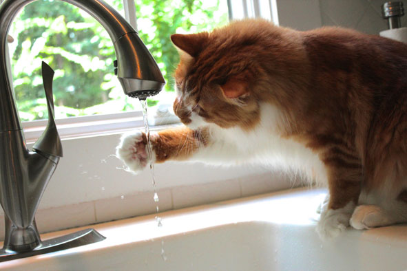 Katze spielt mit Wasserstrahl